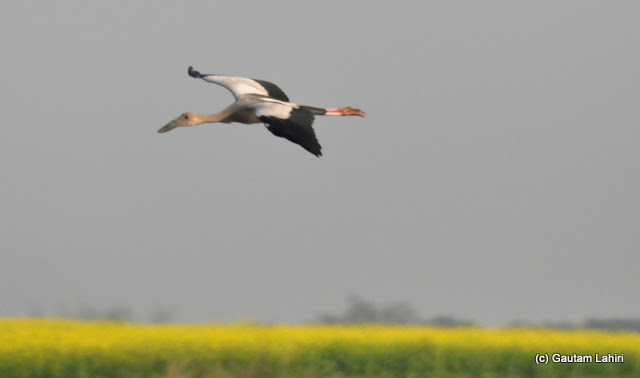 A painted Stork gliding over the mustard fields swooped low and came for a perfect landing on the swamp in Purbasthali by Gautam Lahiri