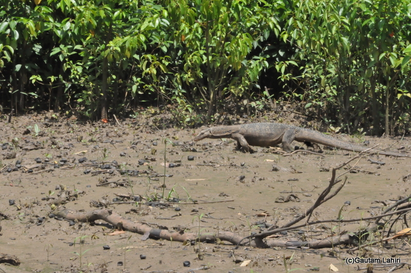 Water monitor in Bhitarkanika taken by Gautam Lahiri