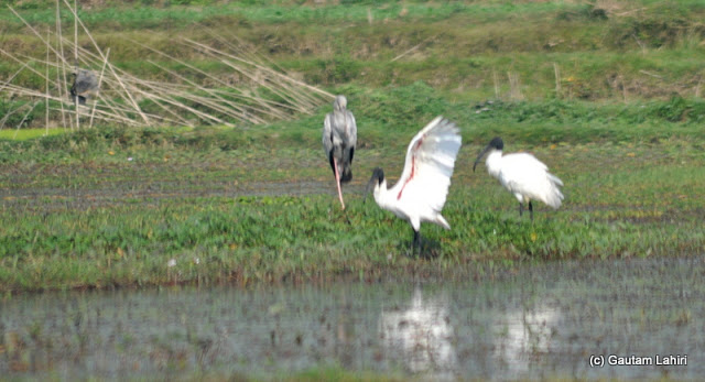 A black-headed Ibis flapping its large wing, exposing for a moment the red streak of feathers inside its white plume of feathers in Purbasthali by Gautam Lahiri