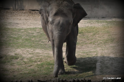 This naughty baby elephant calf hurled a trunk full of dust and came straight to the lake edge to greet the crowd  at Kolkata, West Bengal, India by Gautam Lahiri