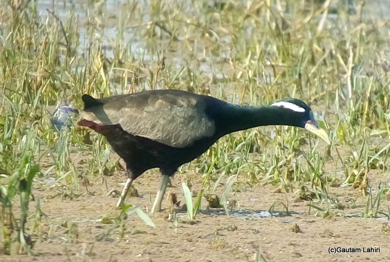 Bronze winged jacana walking at Keoladeo Sanctuary, Bharatpur Rajasthan taken by Gautam Lahiri