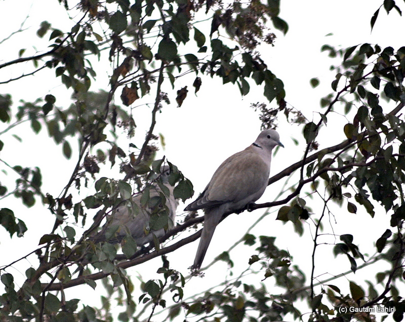 A Eurasian Collared-dove was a gift for us that morning at Bosipota by Gautam Lahiri