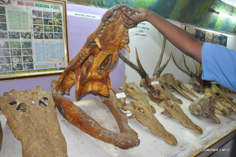 Crocodile breeding center in Bhitarkanika taken by Gautam Lahiri