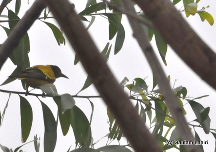 A yellow Oriole through the trees and branches at Bosipota by Gautam Lahiri