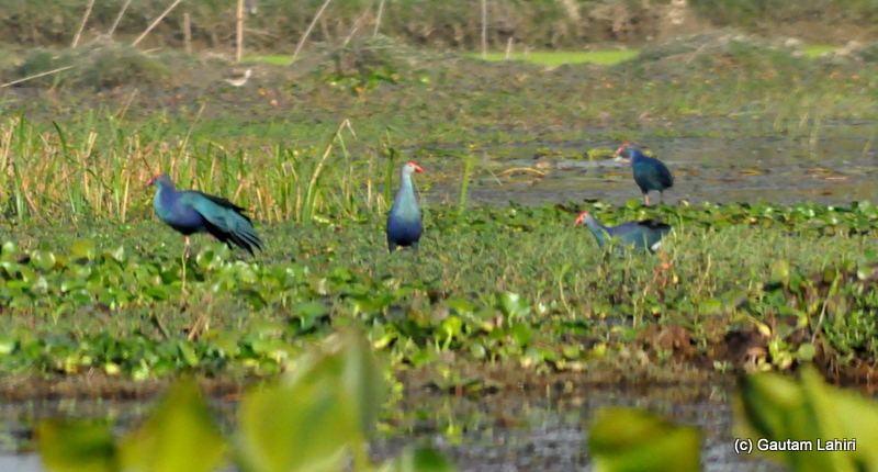 The Indian Purple Moorhen, a family of them were looking at the water surface, laden with water hyacinth and marsh for fish and shellfish by Gautam Lahiri
