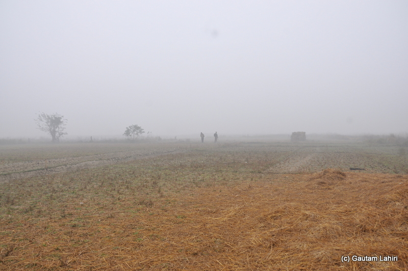 Golden brown hay lay scattered at Bosipota by Gautam Lahiri
