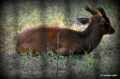 A barking deer cozily sits below the trees as the shadow accentuates its short horns  at Kolkata, West Bengal, India by Gautam Lahiri