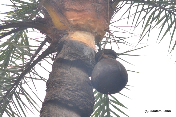 Tumbler strategically kept collecting the date tree juice and soon to be turned into by products of natural sugar at Bosipota by Gautam Lahiri
