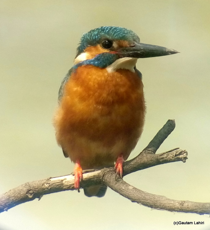 Indian Small Blue Kingfisher at Keoladeo Sanctuary, Bharatpur Rajasthan taken by Gautam Lahiri