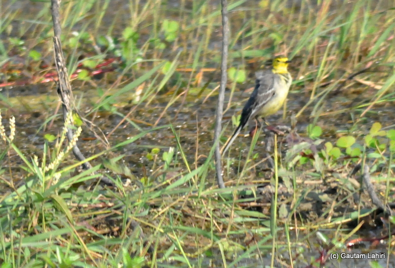 A rare sight of a western yellow wagtail or Citrine Wagtail, sitting on a slender branch of a plant and observing its surrounding in Purbasthali by Gautam Lahiri