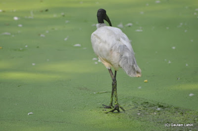 A White Ibis explores the green lake for snails and frogs  at Kolkata, West Bengal, India by Gautam Lahiri