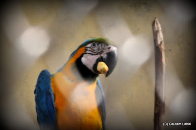 Macaw with a mouth full of nut  at Kolkata, West Bengal, India by Gautam Lahiri