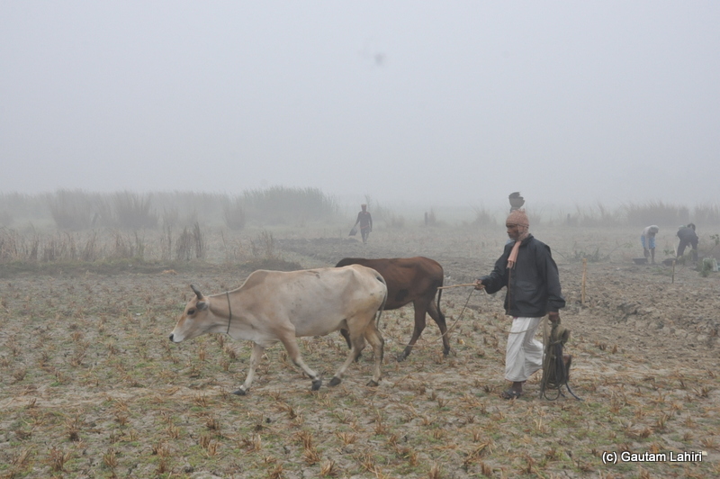 Animals grazing on the dry ground at Bosipota by Gautam Lahiri