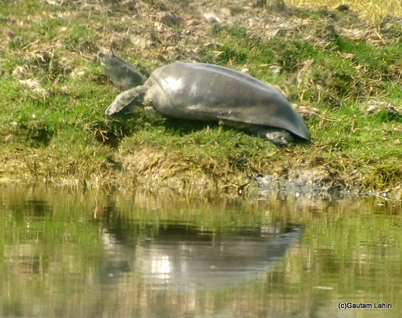 A Gangetic softshell Turtle moved along the lake bank at Keoladeo Sanctuary, Bharatpur Rajasthan taken by Gautam Lahiri