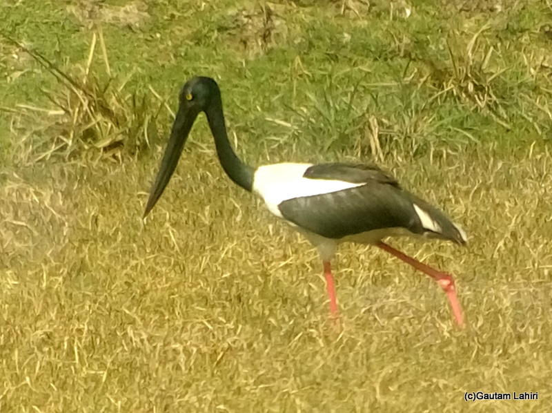 Black necked Stork at Keoladeo Sanctuary, Bharatpur Rajasthan taken by Gautam Lahiri