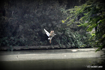 A bird skims over the lake to align with the branches above  at Kolkata, West Bengal, India by Gautam Lahiri
