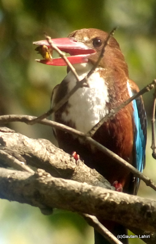Smyrna kingfisher or White-throated kingfisher at Keoladeo Sanctuary, Bharatpur Rajasthan taken by Gautam Lahiri