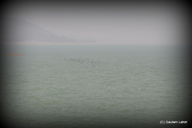 Brown colored birds, a flock of them hover above the lake surface  at Massanjore, Jharkhand, India by Gautam Lahiri