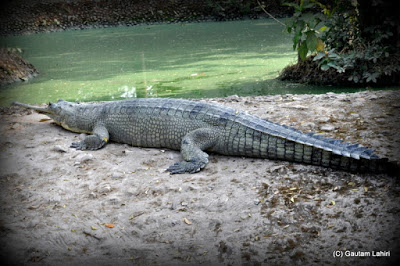 About to leap into the water, a lone Gharial zeros on a catch  at Kolkata, West Bengal, India by Gautam Lahiri