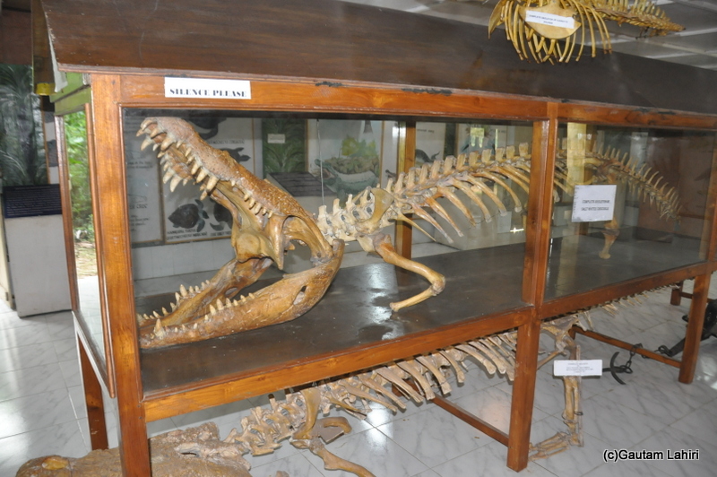 Crocodile breeding center and museum in Bhitarkanika taken by Gautam Lahiri