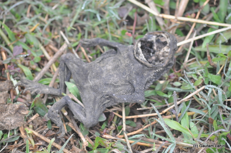 A fossilized frog carcass at Bosipota by Gautam Lahiri