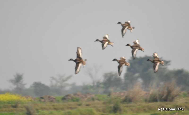 Bar-headed geese flying low over the lake attracted everyone's attention in Purbasthali by Gautam Lahiri
