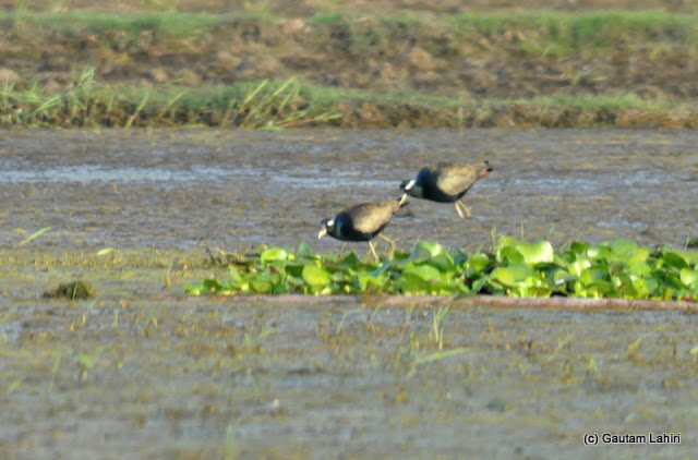 Two more Jacanas hunting for fish and shellfish along the shallow parts of the lake in Purbasthali by Gautam Lahiri