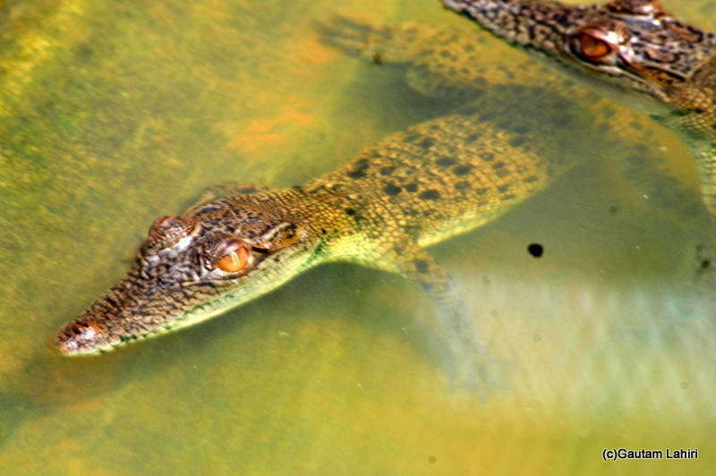 Crocodile breeding center and museum in Bhitarkanika taken by Gautam Lahiri
