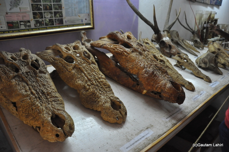 Crocodile breeding center in Bhitarkanika taken by Gautam Lahiri