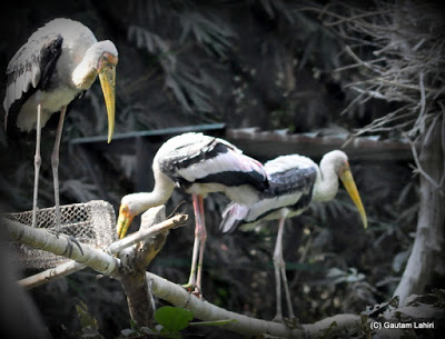 Couple of Open Billed Storks continuously scanned the water surface for small fishes atop the branches  at Kolkata, West Bengal, India by Gautam Lahiri