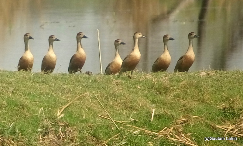 Lesser Whistling ducks on the grassy ledge at Keoladeo Sanctuary, Bharatpur Rajasthan taken by Gautam Lahiri