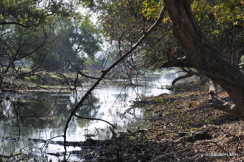 swampy land of Bharatpur sanctuary at Keoladeo Sanctuary, Bharatpur Rajasthan taken by Gautam Lahiri