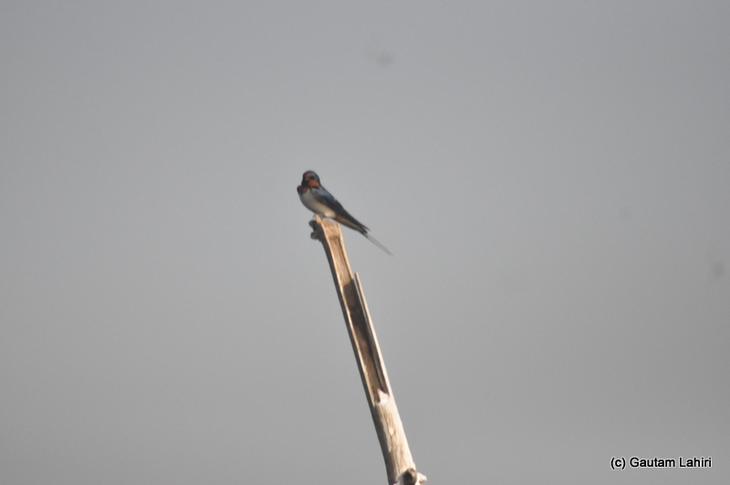 A barn swallow perched atop a bamboo pole that popped up from the lake in Purbasthali by Gautam Lahiri