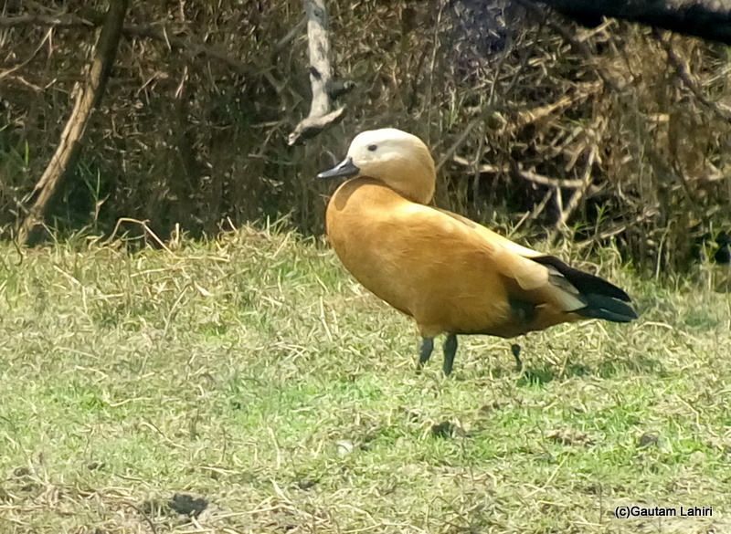 Rudy Shelduck or Brahminy duck on the grassland