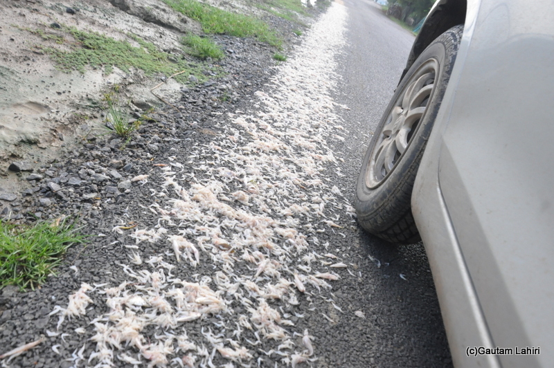 Shrimp farming in Bhitarkanika taken by Gautam Lahiri