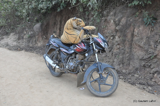 A tiger toy balanced itself on a motor bike caught everyone's attention  at Massanjore, Jharkhand, India by Gautam Lahiri