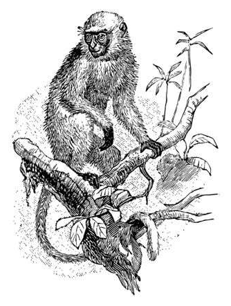 A typical example of a langur in the Betla forest reserve in Jharkhand, India.