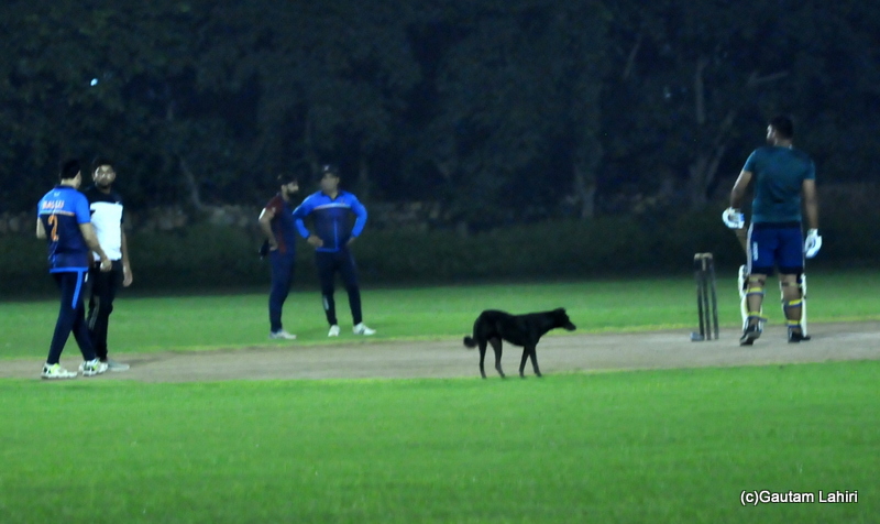 A dog in the cricket field by Gautam Lahiri