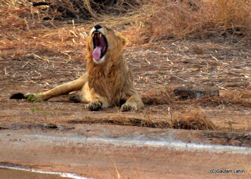 Gujarat travel diary- The Gir National Forest Safari, Gujarat – Hindi&nbsp;version