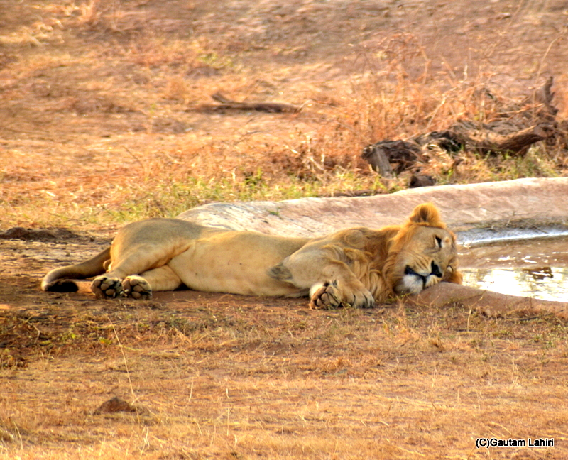 Lions of Gir forest, Gujarat.