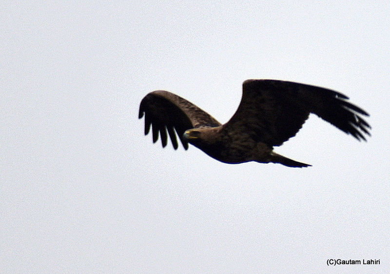 A harrier flies over the marshes of Bharatpur Sanctuary Rajasthan by gautam lahiri