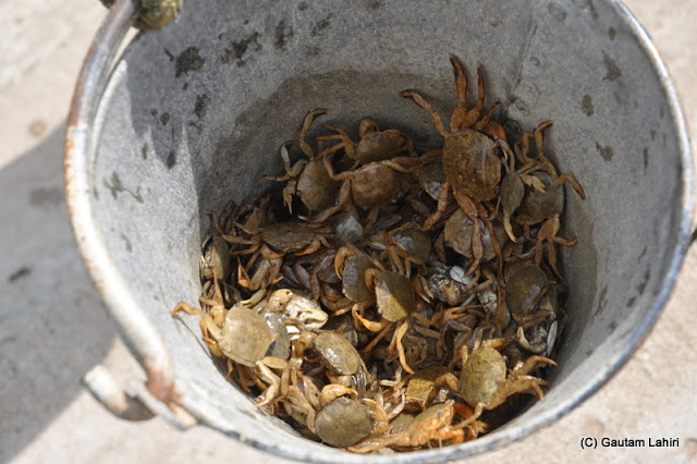 Crabs caught by the fishermen at Diamond Harbor, West Bengal, India by Gautam Lahiri