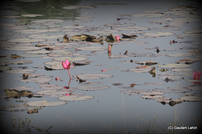 Lotus in full bloom in the lakes  at Santiniketan, West Bengal, India by Gautam Lahiri