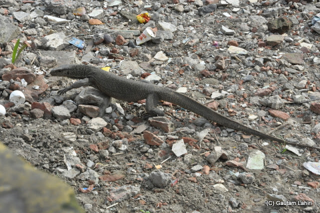 A water monitor on the lookout for food and homes in on the spent shells of few eggs that lay around at Diamond Harbor, West Bengal, India by Gautam Lahiri
