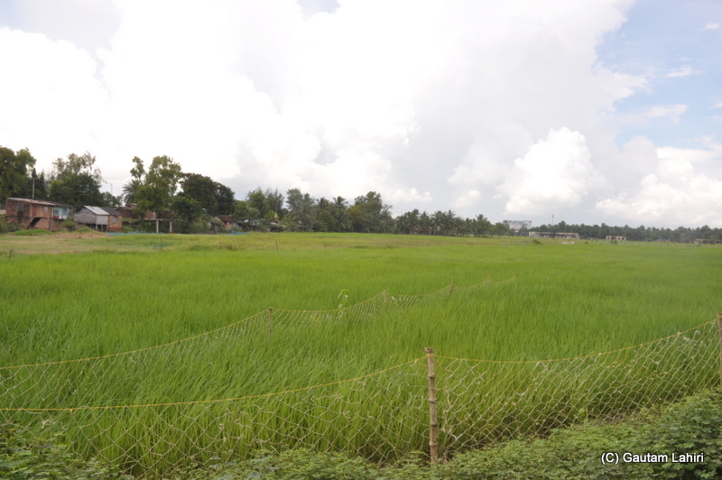 Fishing villages with green paddy fields holding the nets at Diamond Harbor, West Bengal, India by Gautam Lahiri