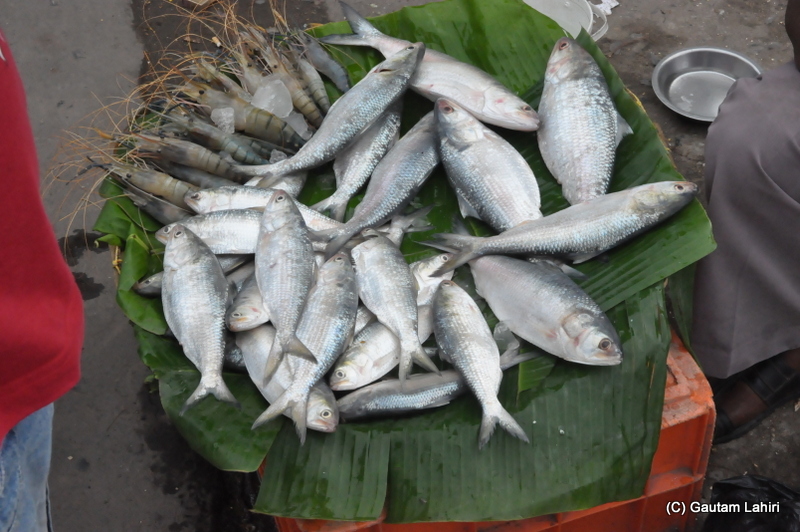 Medium sized Hilsa or Ilish fish with a bunch of prawns on display for the evening strollers at Diamond Harbor, West Bengal, India by Gautam Lahiri