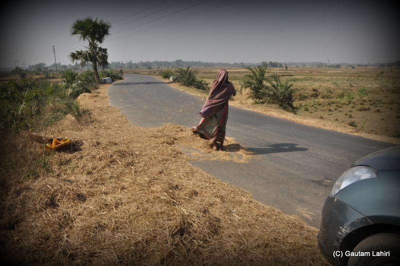 A village lady separating the paddy from the husk  at Santiniketan, West Bengal, India by Gautam Lahiri