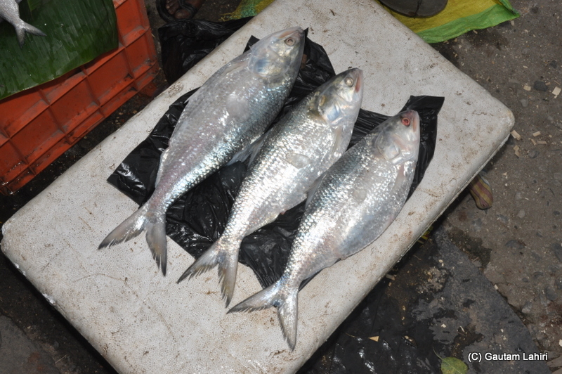 The large Hilsas, with perfect reddish pink eyes, I wonder how would they taste when smoked with mustard and served hot with little bit of white rice... with every bite, I would approach the strata of heaven with its sheer taste at Diamond Harbor, West Bengal, India by Gautam Lahiri