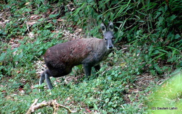The musk deer are known for its scent which he emits used as a fragrance by the city yuppies to make their presence felt  at Darjeeling, West Bengal, India by Gautam Lahiri