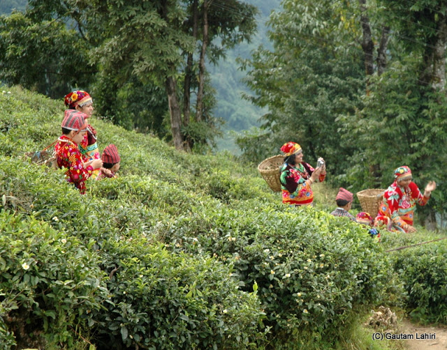 Women and children working in the tea gardens and throwing the tea leaves behind them in the basket that they carry  at Darjeeling, West Bengal, India by Gautam Lahiri